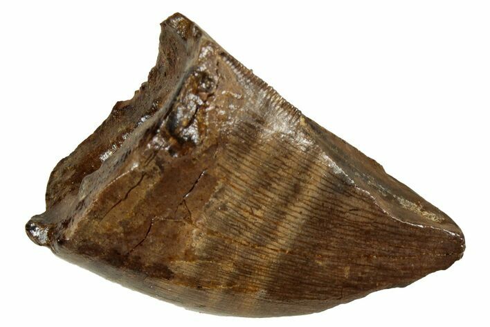 Fossil Tyrannosaur (Nanotyrannus) Tooth - Feeding Damage #352301